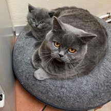 gt10 anacleto con brenda